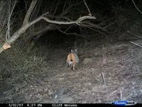 bobcat 2.webp
