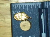 goldnugget1.webp