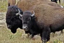 bison-56610_640.webp