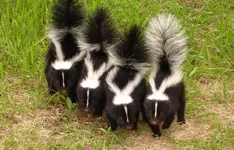 skunks.webp