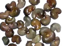 CashewNutsShell.webp