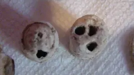 my goast bullets.webp