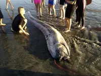 Giant Fish.JPEG-080e3.webp