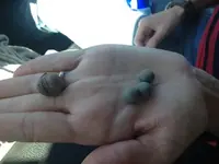 musket balls.webp