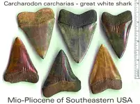 carcharodongroup.webp