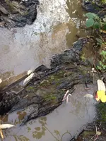 image-1264139839.webp