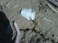 !cid__IMG01002-20110327-1413.webp