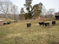 cows next door-3.webp