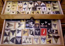 drawer_shark_teeth.webp