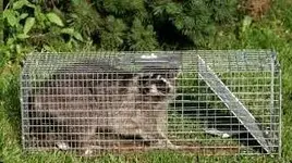 RacoonLiveTrap.webp RacoonLiveTrap.webp