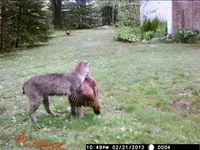 rsz_bobcat.webp