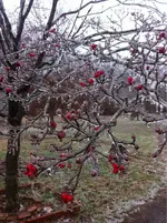 image-3688584372.webp