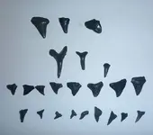 1393588_10152024391737247_798669512_n.webp