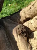 1901-Indian-Head-in-Dirt.webp