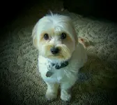 bella pic.webp