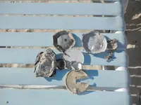 DSCN6575.webp
