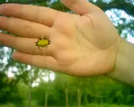 Spiney-backed Orbweaver.webp