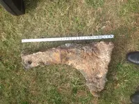 beach find 10.webp