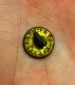 button.webp