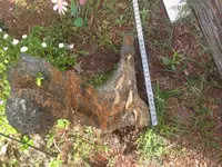 Beach find 7.webp