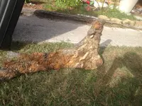 beach find 11.webp