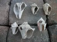 Florida Artifacts (5).webp