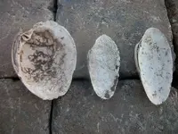 Florida Artifacts (7).webp