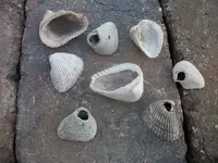 Florida Artifacts (8).webp