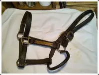 Racehorse Halter.webp
