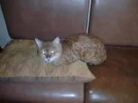 2013-11-13 19.34.48.webp