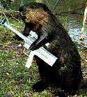 beaverwithgun.gif