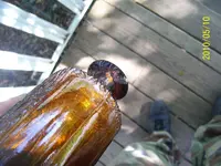 monry maker five 103.webp