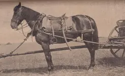 BAV_Saddle_Harness4.webp
