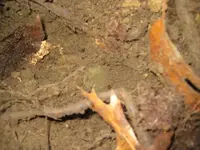cellar holes and quarry 015.webp