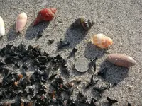 More teeth and coin.webp