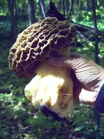 shrooms-17.webp