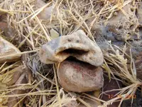 DSCN3238.webp