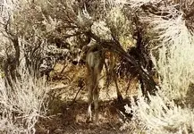 baby deer.webp