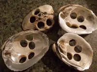 Shells 003.webp