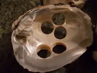 Shells 002.webp