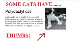 CATS THUMBS.webp