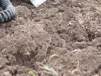 ma 007.webp