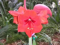 Flower in back yard.webp