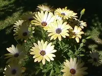 daisys.webp