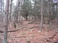 Blane2.webp