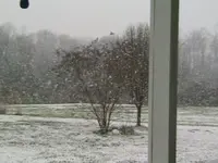backyard.webp