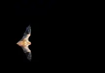 Bat.webp