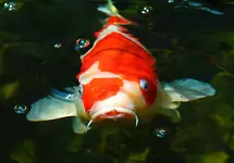 Koi-1.webp