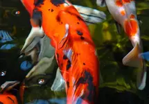 Koi-2.webp Koi-2.webp