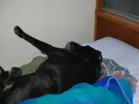 Taz enjoying the morning.webp